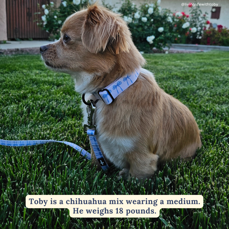 Bowwow Wow! Collar