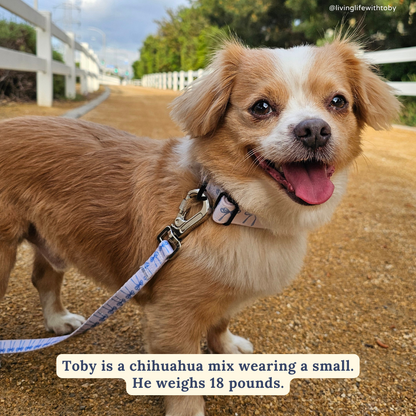 Bowwow Wow! Leash