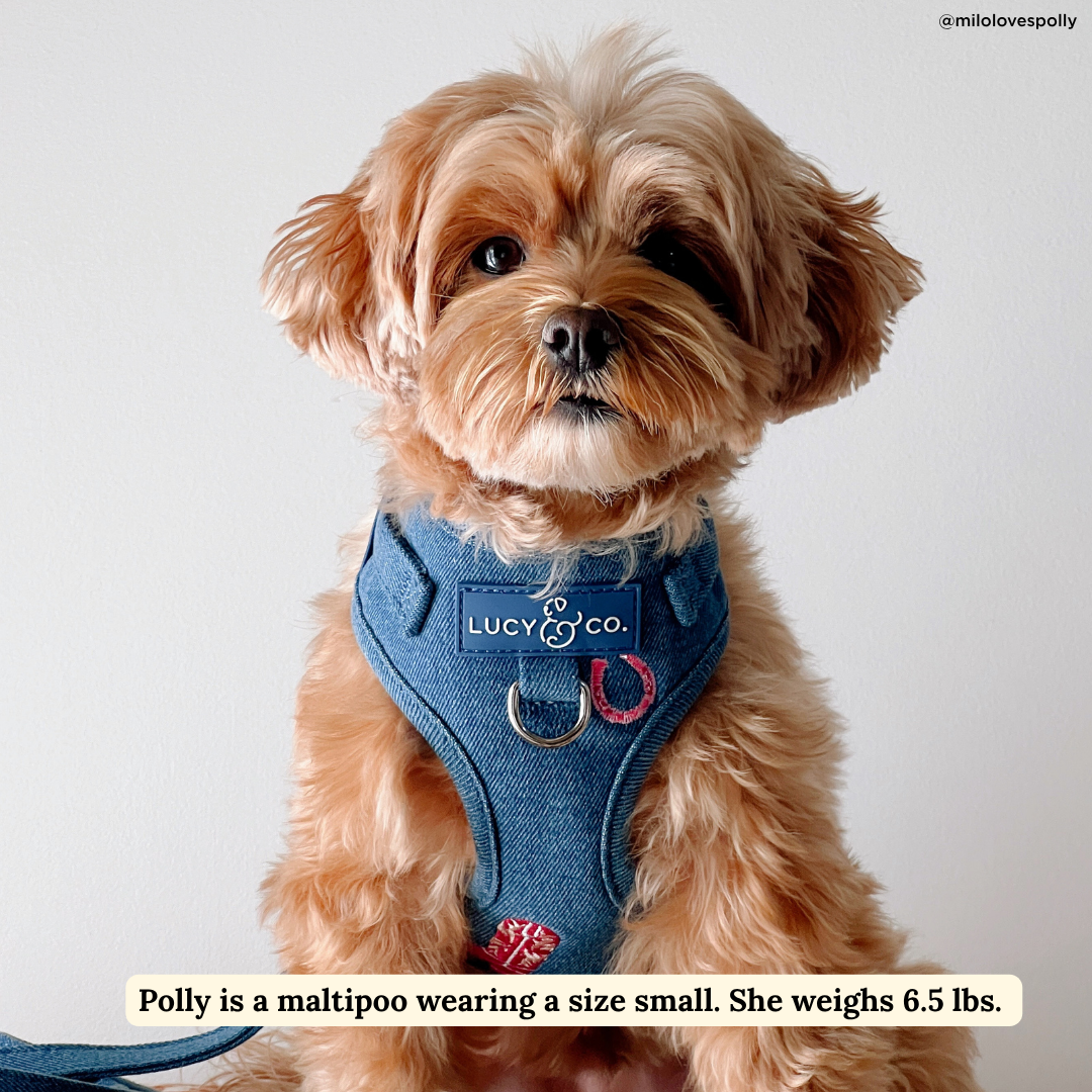 Cute to Boot No-Pull Harness
