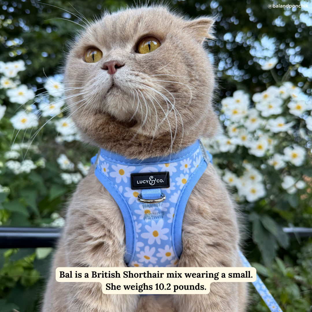Simply Splendid Step-in Cat Harness