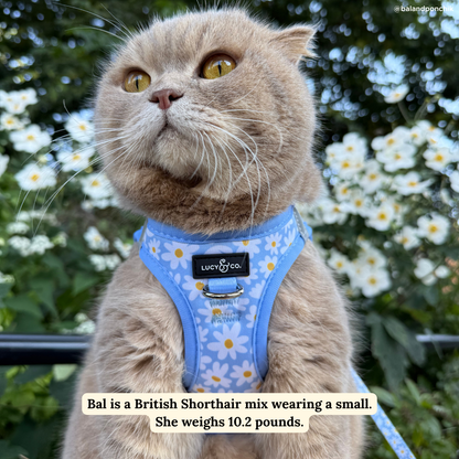 Simply Splendid Step-in Cat Harness