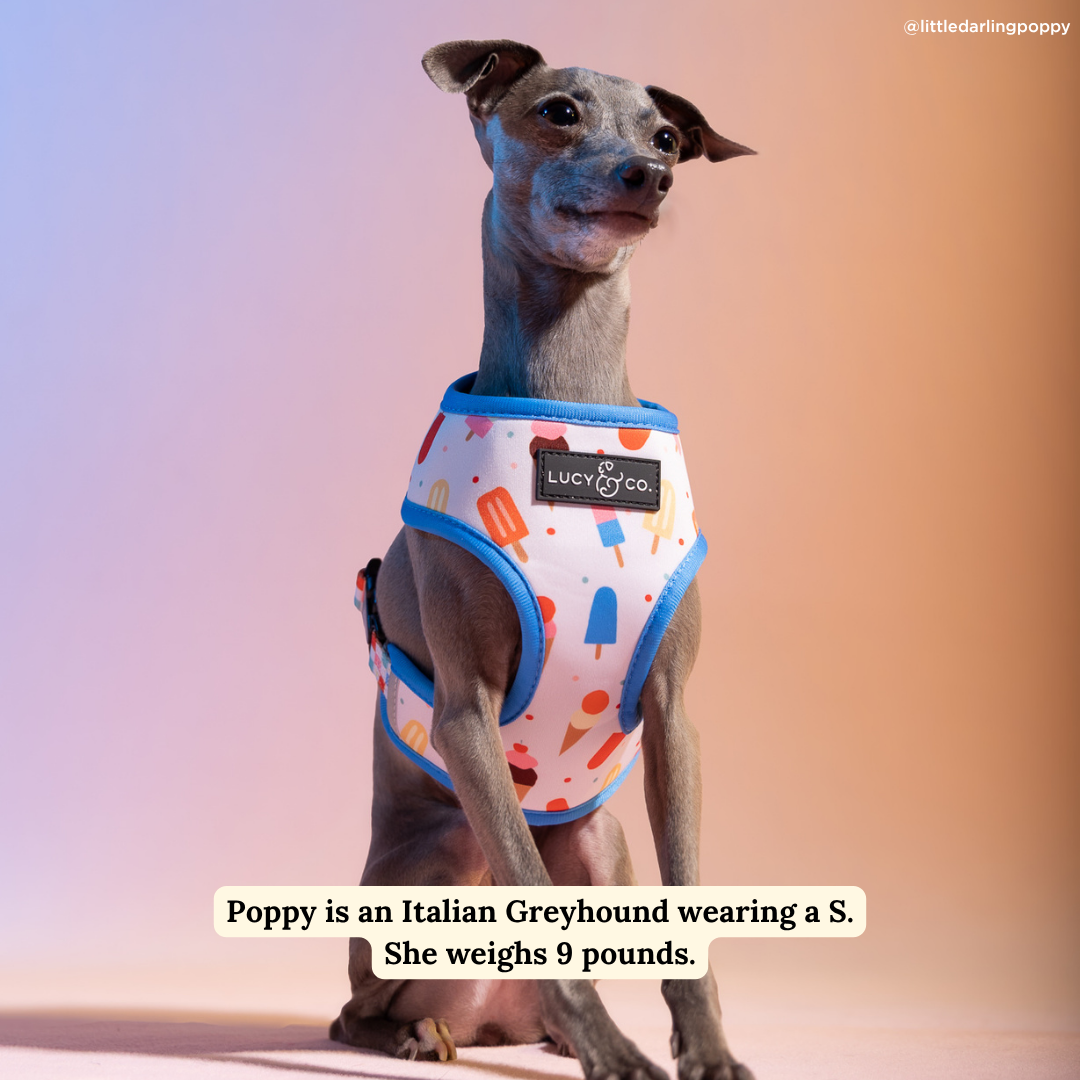 Sundae Kinda Love Reversible Neoprene Harness | Lucy & Co.