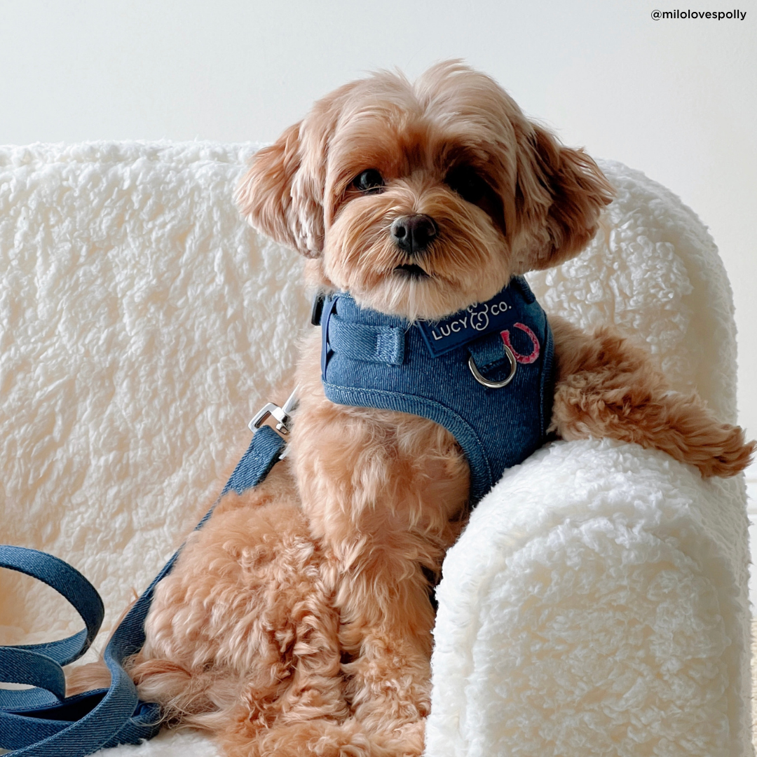 The Cider Teddy Fleece Fall No-Pull Harness | Lucy & Co. The Cider Teddy Fleece Fall No-Pull Harness | Lucy & Co.