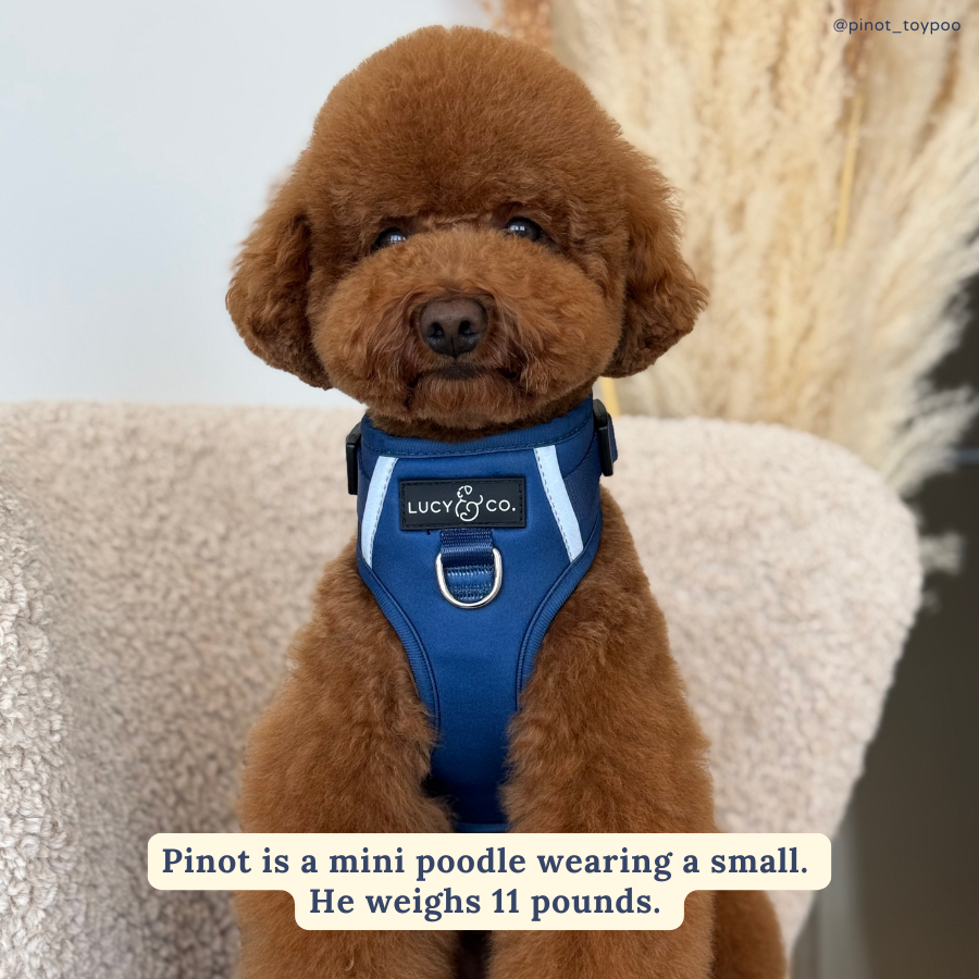 犬服・アクセサリー bluebleublueu 32.5 レビュー - 「ブルーブルー 犬服・アクセサリー bluebleublueu 32.5 レビュー - 「ブルーブルー