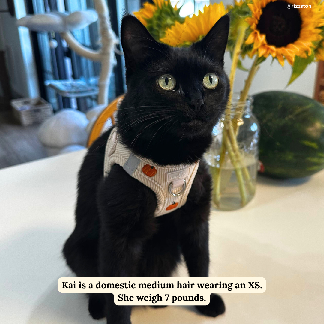 Oh My Gourd Corduroy Step-in Cat Harness