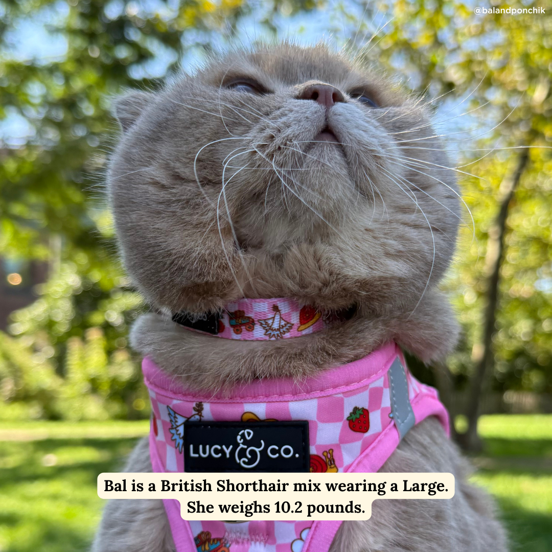 Cutie Patootie Breakaway Cat Collar