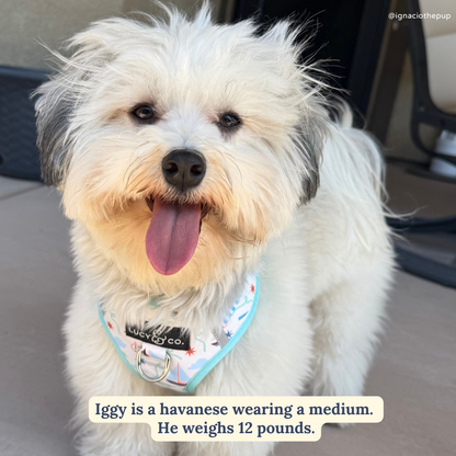 Nautical by Nature No-Pull Harness