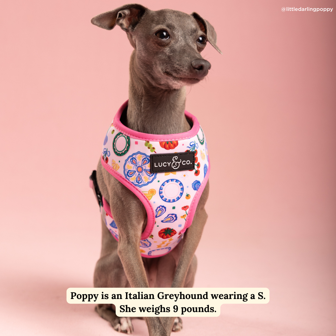 Dolce Vita Reversible Harness