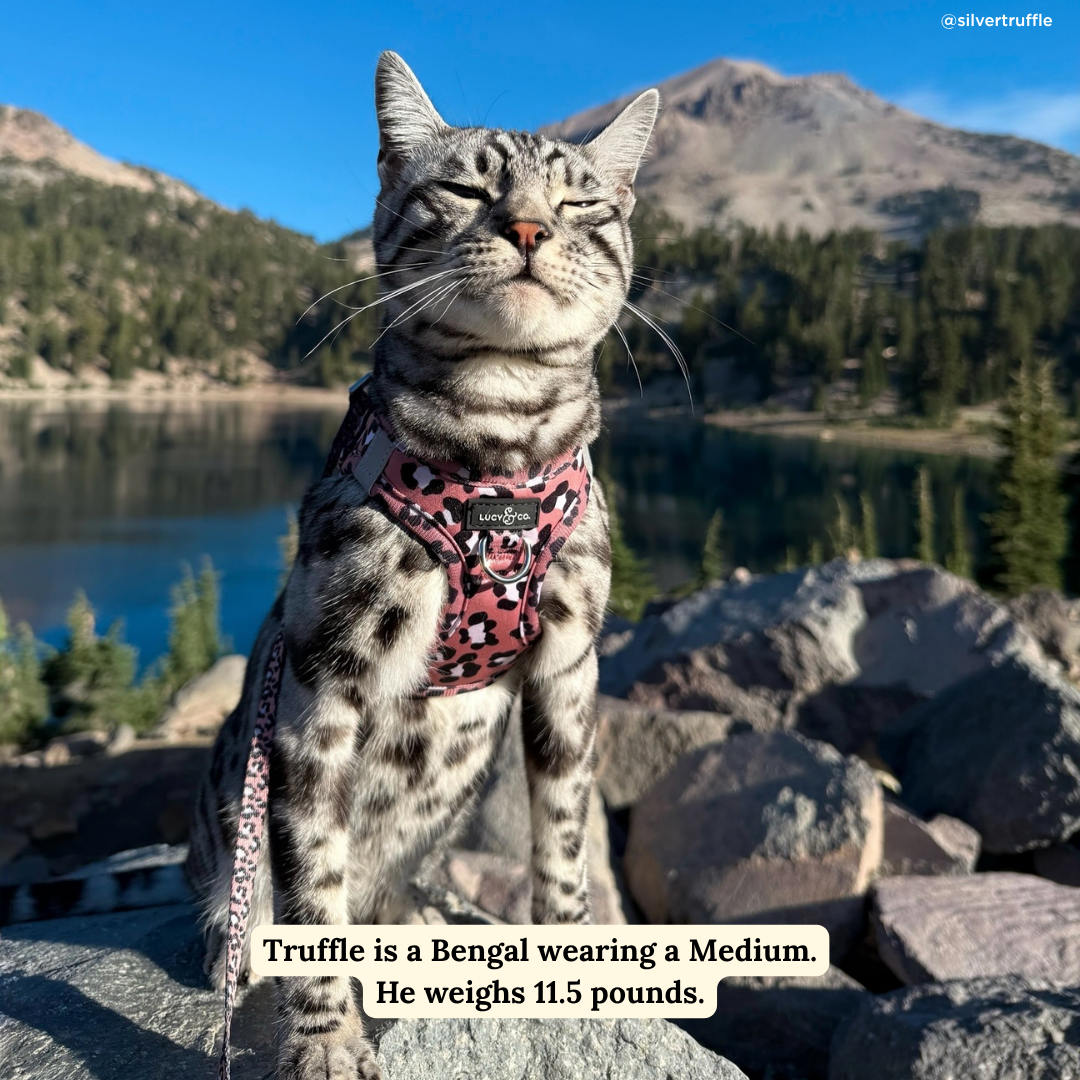 Wild Side Step-in Cat Harness