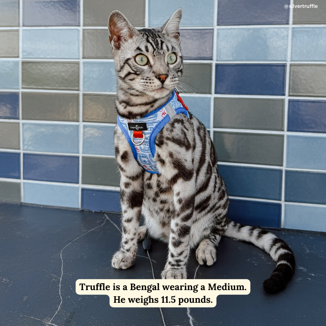 Tinned Fish Step-in Cat Harness