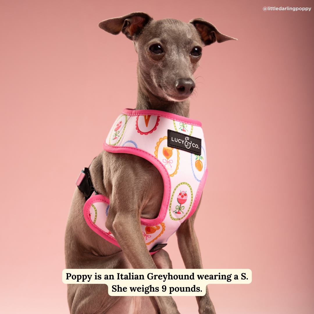 Dolce Vita Reversible Harness