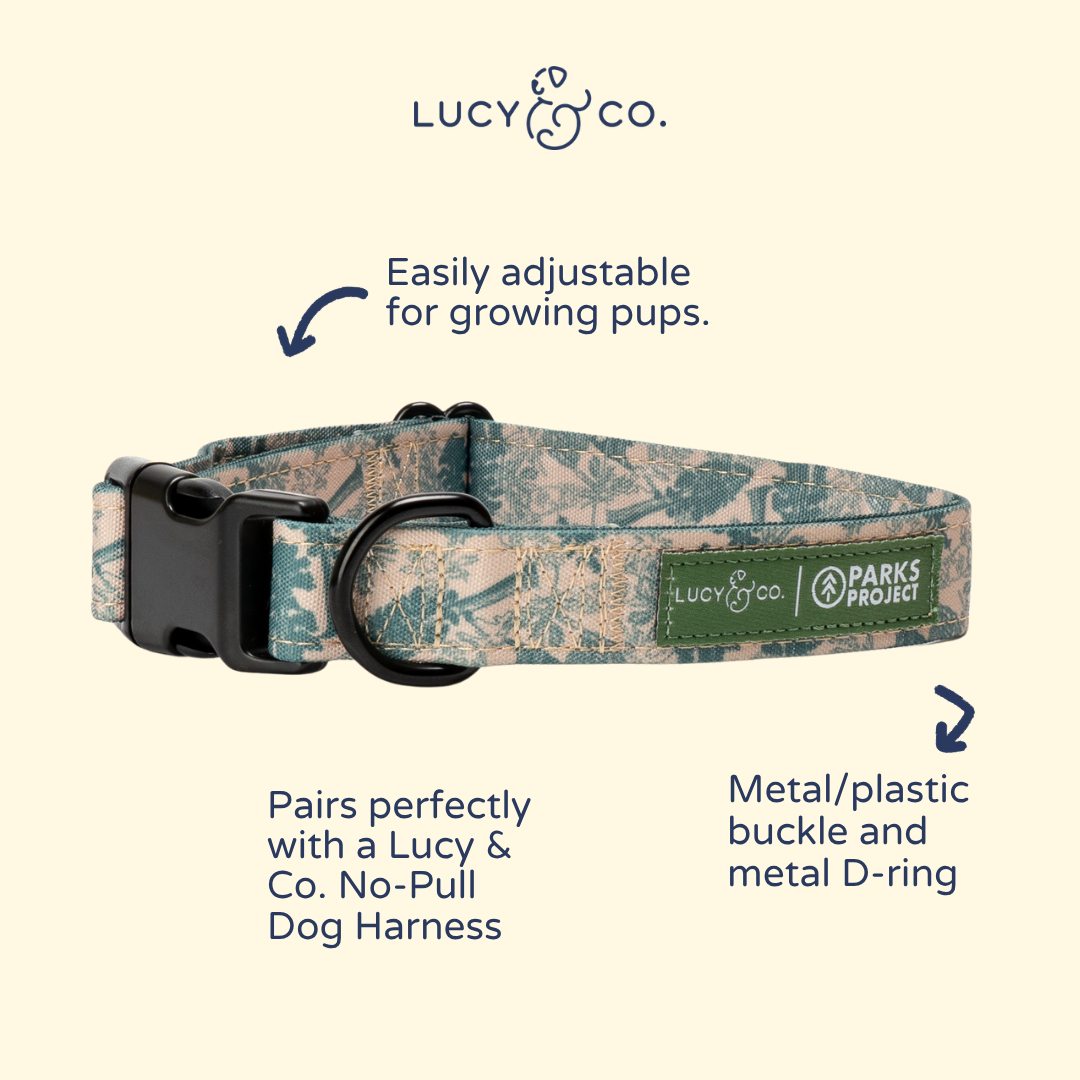 Lucy & Co. x Parks Project Sequoia Seedlings Collar