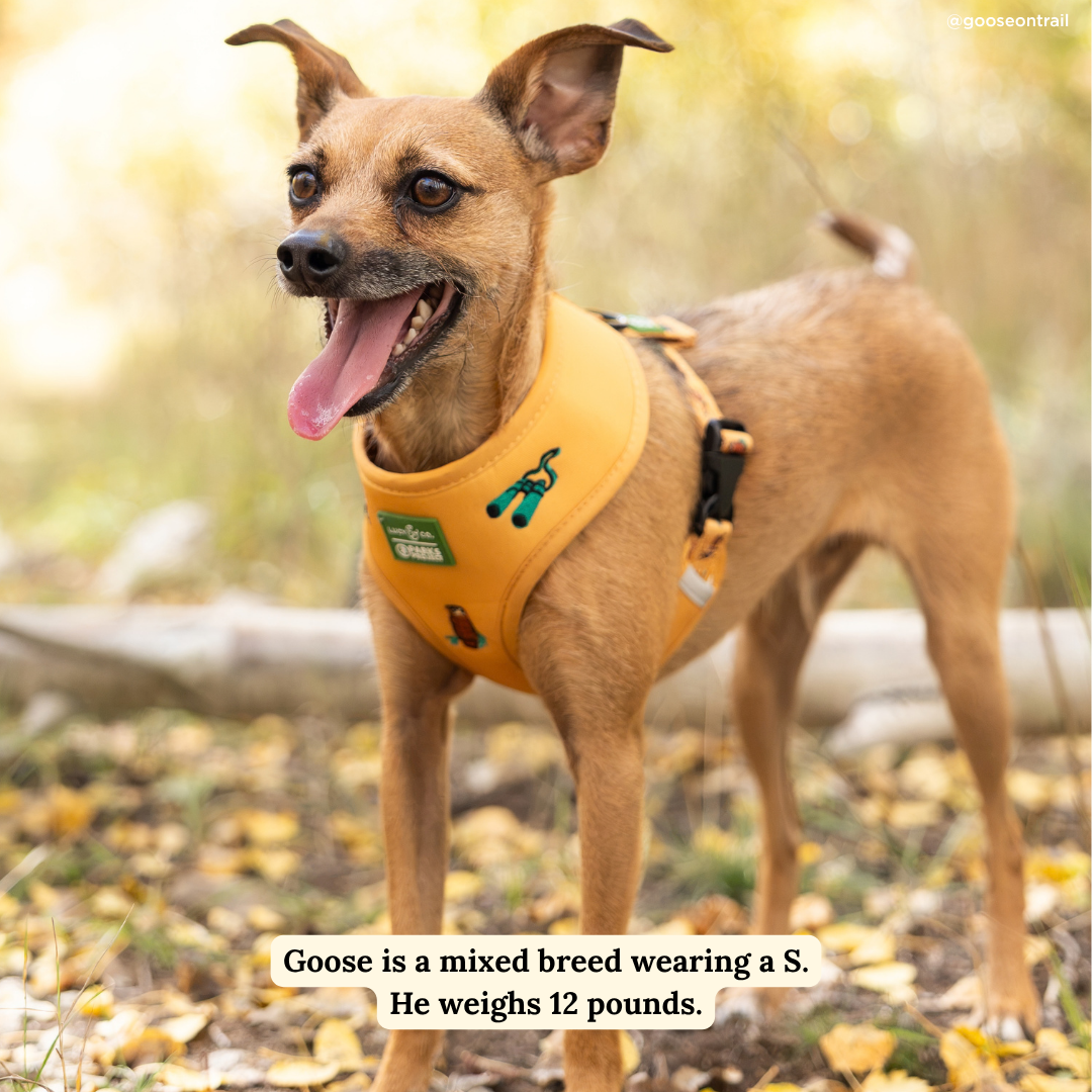 Lucy & Co. x Parks Project Naturalist Club Canvas Reversible Harness