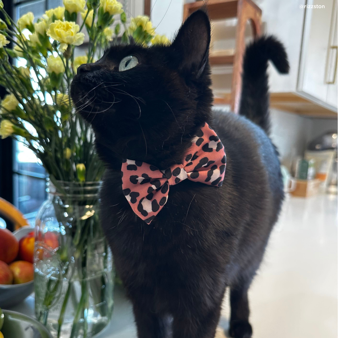 Wild Side Cat (& Small Dog) Bow Tie