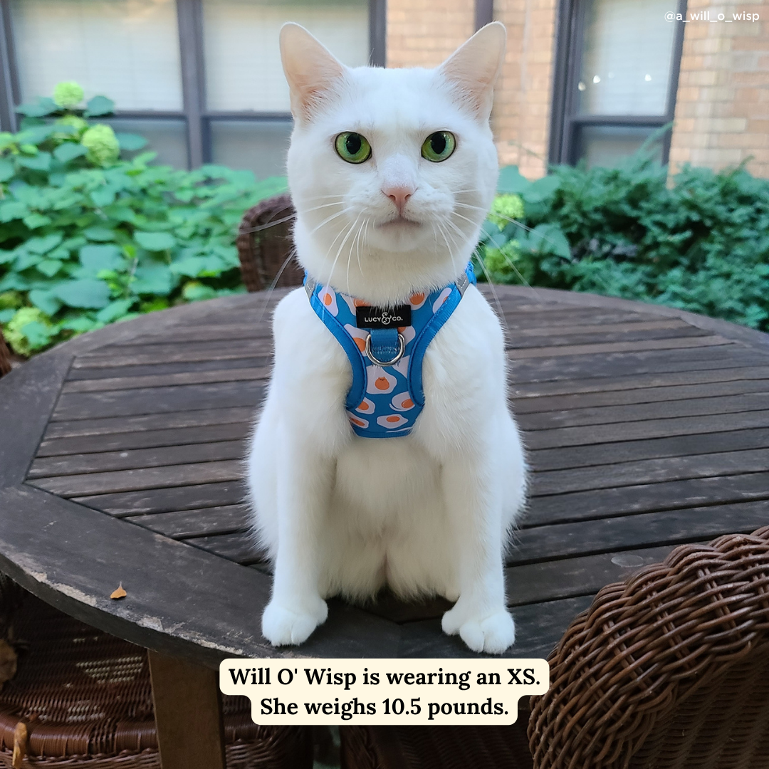 Eggcellent Step-in Cat Harness