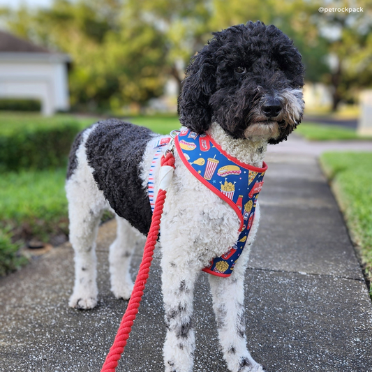 2025 Holiday Dog Outfits & Christmas Walk Gear | Lucy & Co. 2025 Holiday Dog Outfits & Christmas Walk Gear | Lucy & Co.