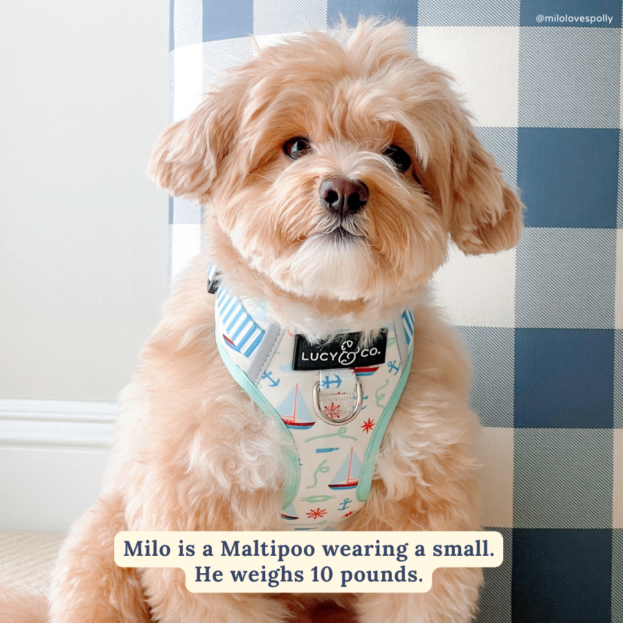 Nautical by Nature No-Pull Harness