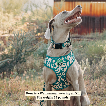 Geyser No-Pull Harness