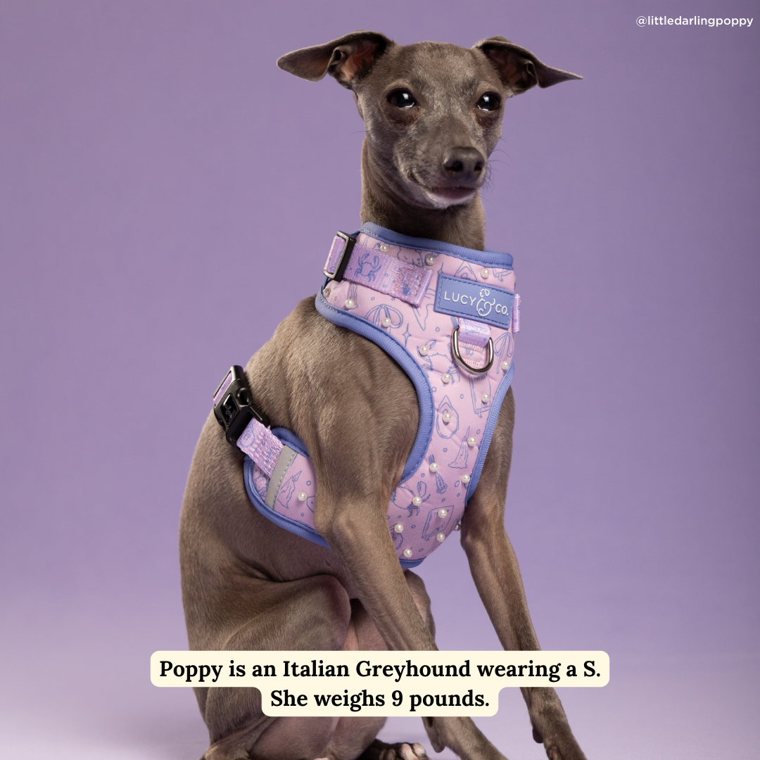 Magnificent Mermaids Pearl No-Pull Harness