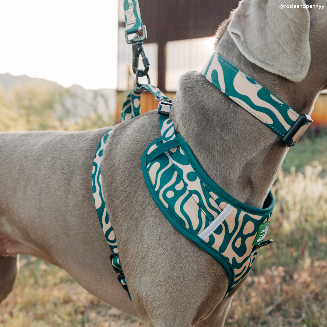 Geyser No-Pull Harness