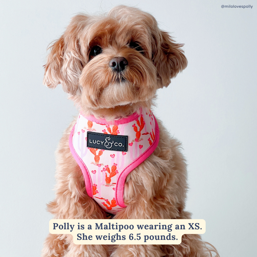 Howdy, Honey Reversible Harness