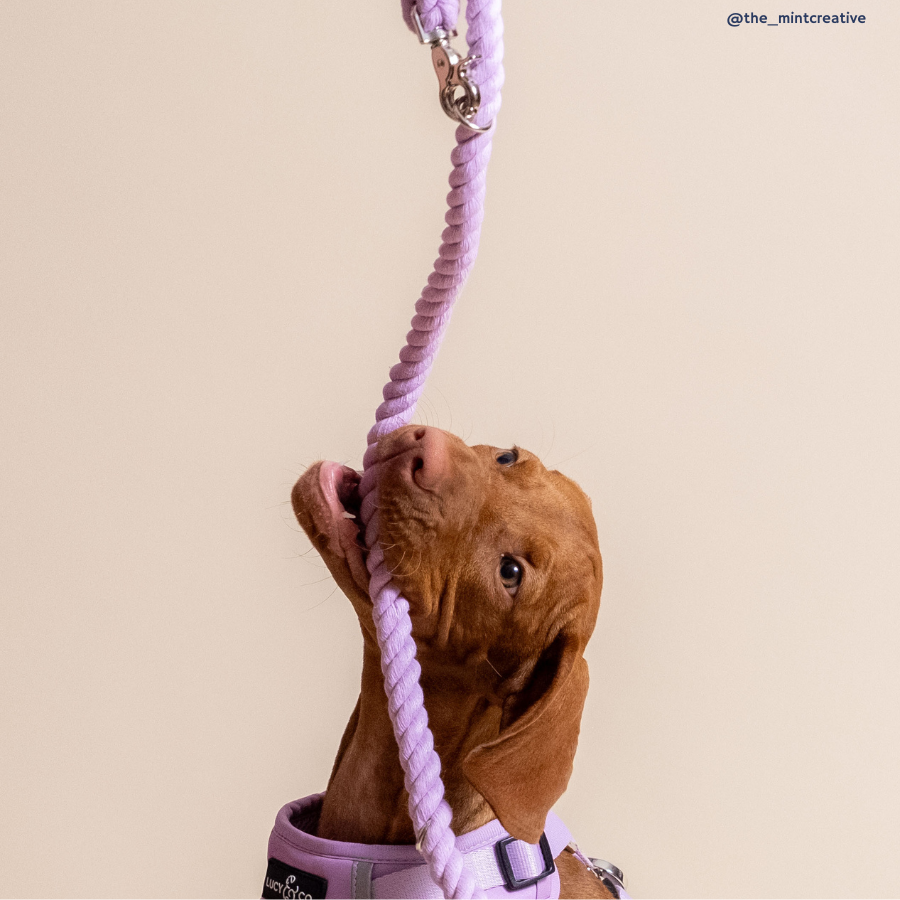 Bouquet Hands-Free Rope Leash