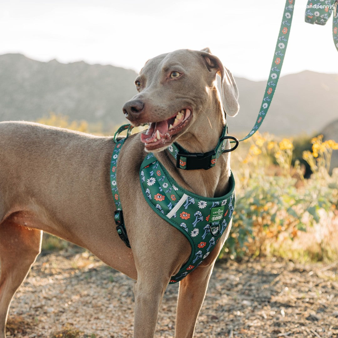 Lucy & Co. x Parks Project Power to the Parks No-Pull Harness