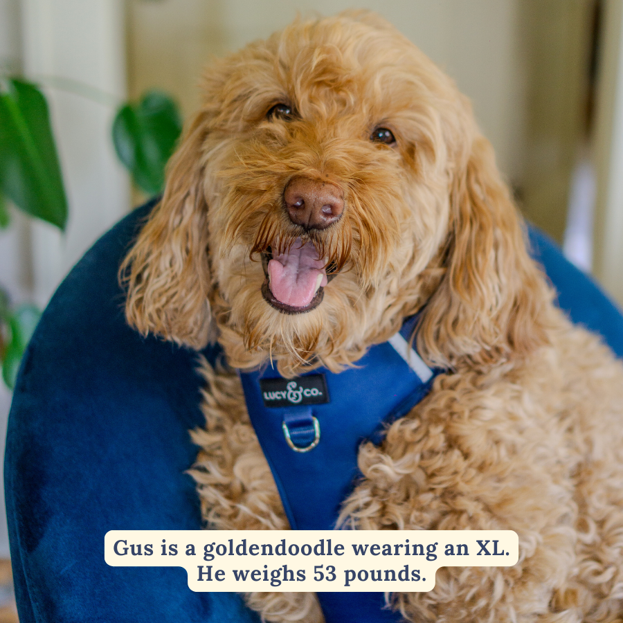 Navy No-Pull Harness