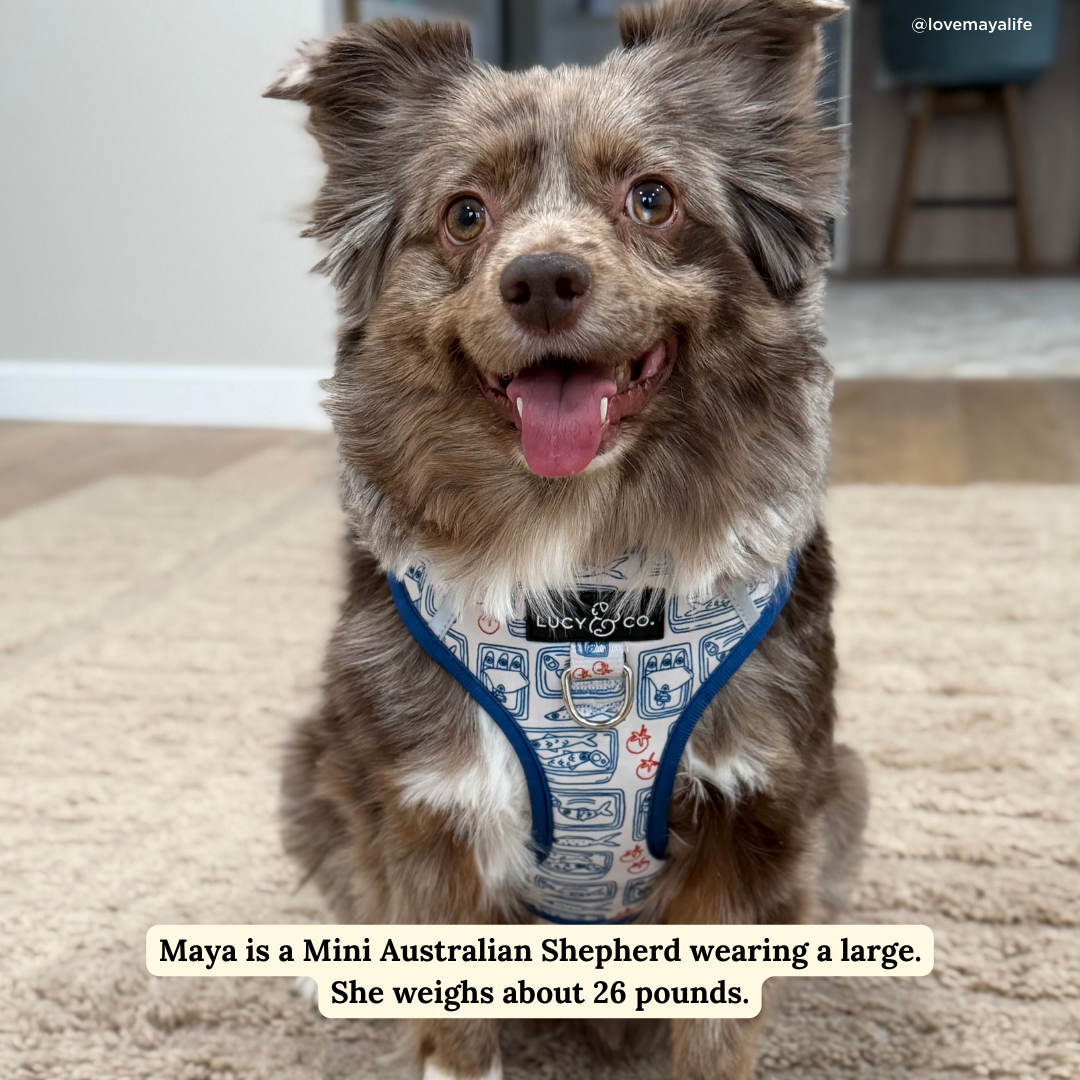 Tinned Fish No-Pull Harness