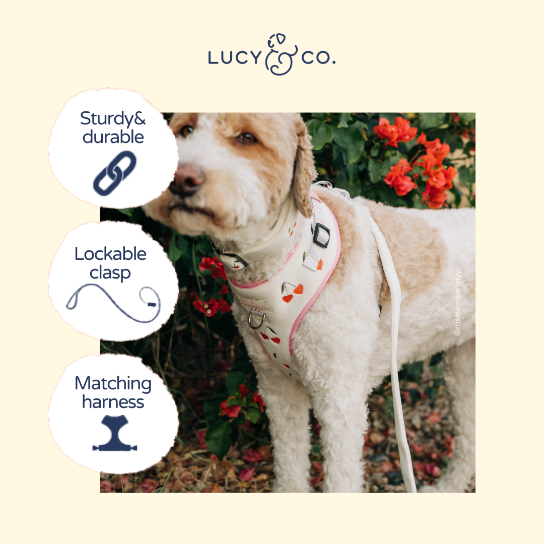 Sipping Slowly Leash