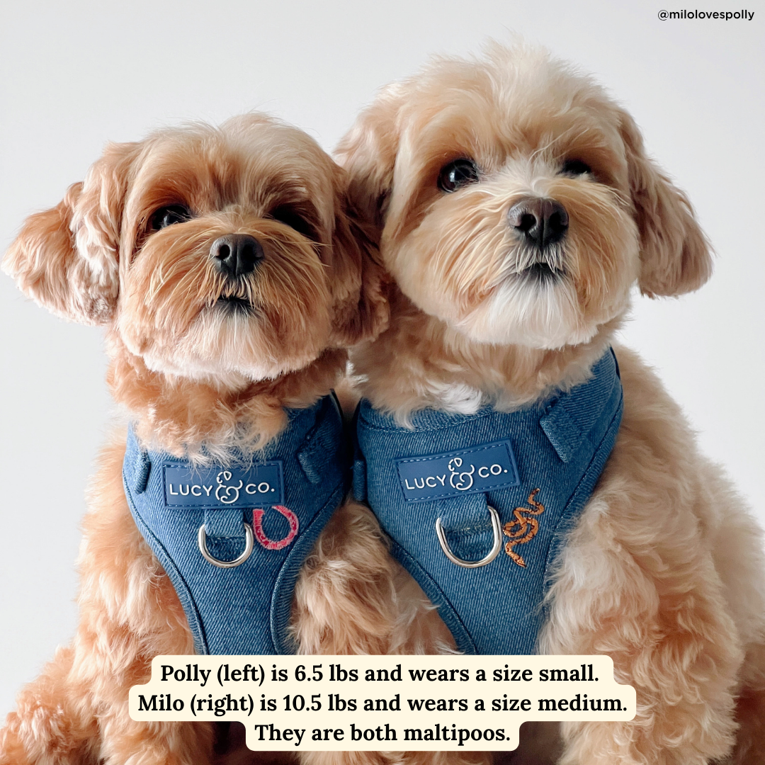 Cute to Boot No-Pull Harness
