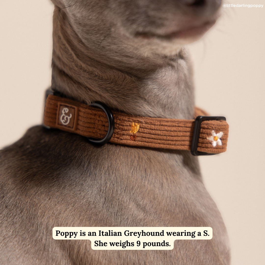 Chocolate Meadows Corduroy Collar