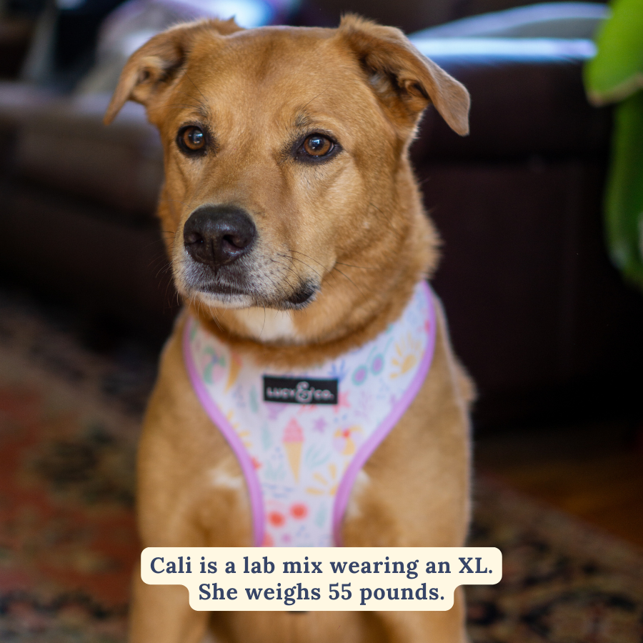 Life's a Beach Reversible Harness