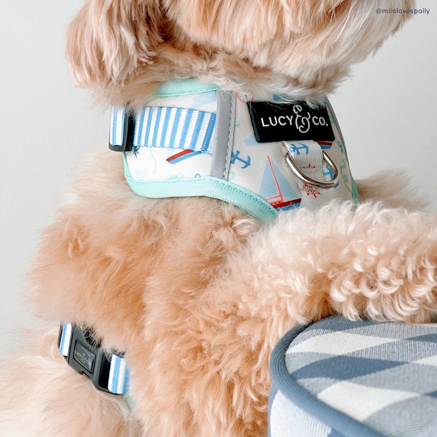 Nautical by Nature No-Pull Harness
