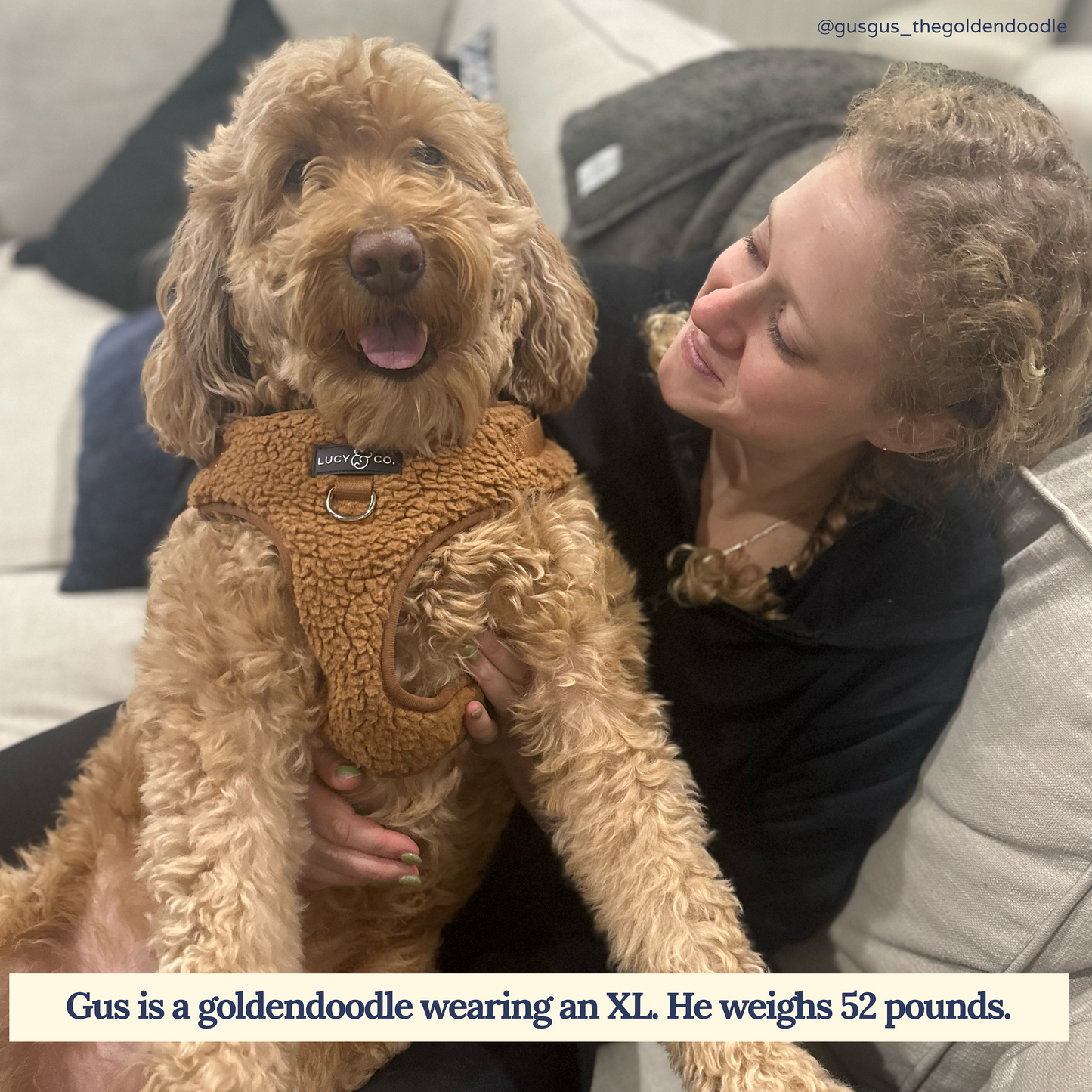 Cinnamon Teddy No-Pull Harness