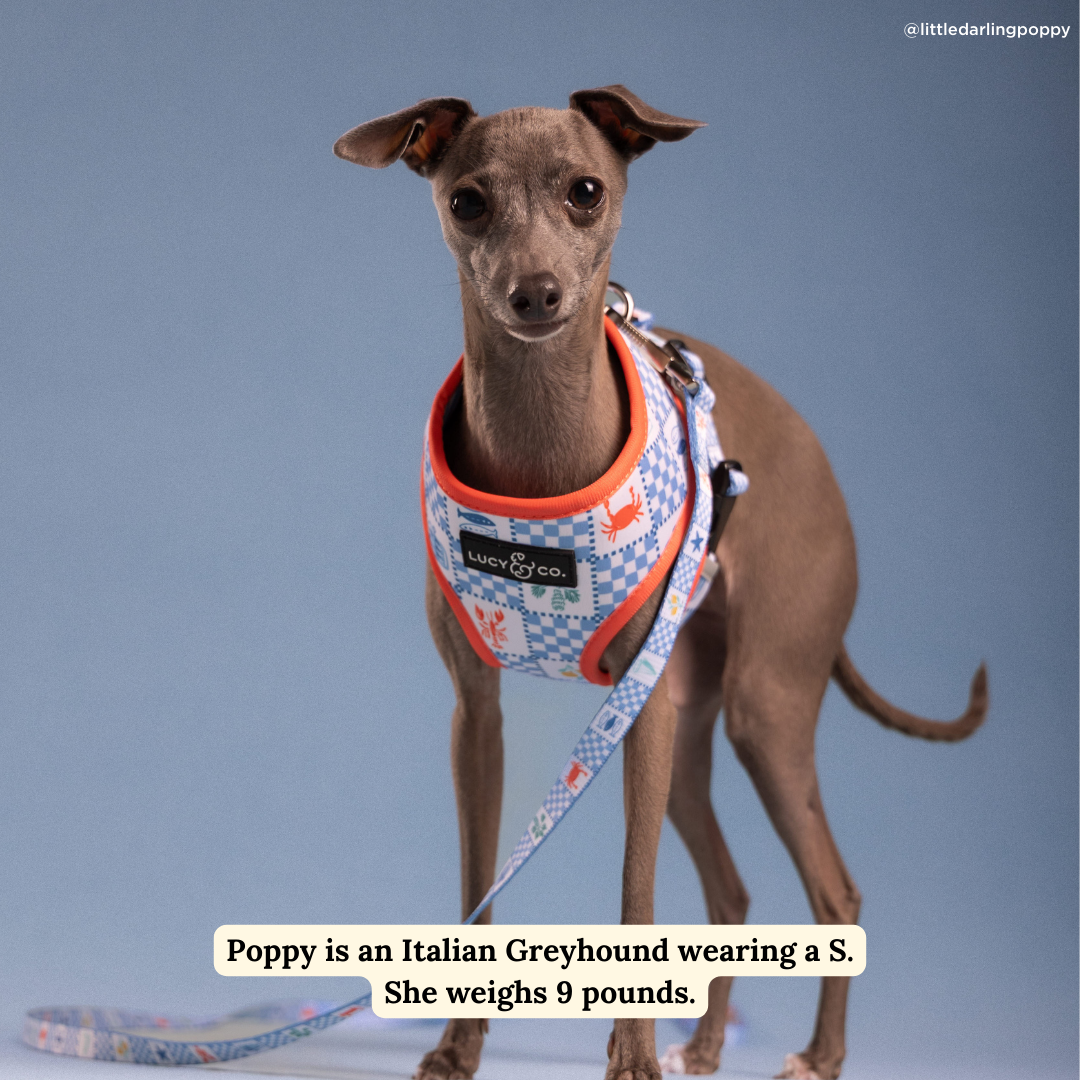 Sunny in Sicily Reversible Harness