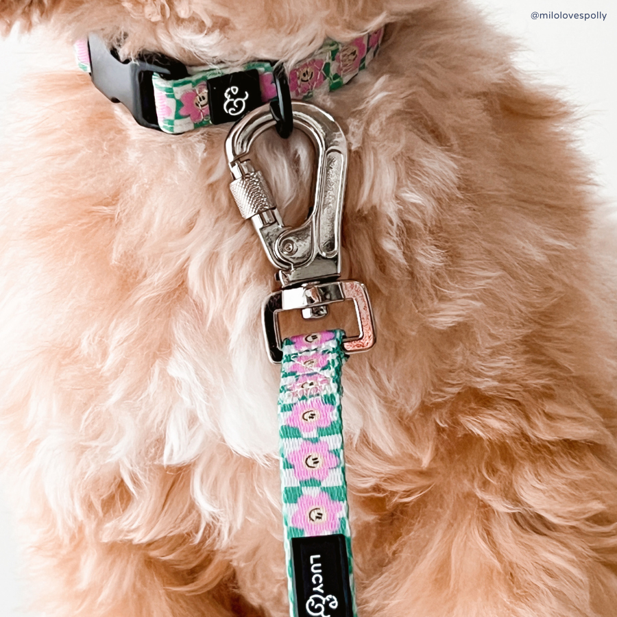 Just Chill Collar