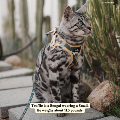 Looking Sharp Cat Leash