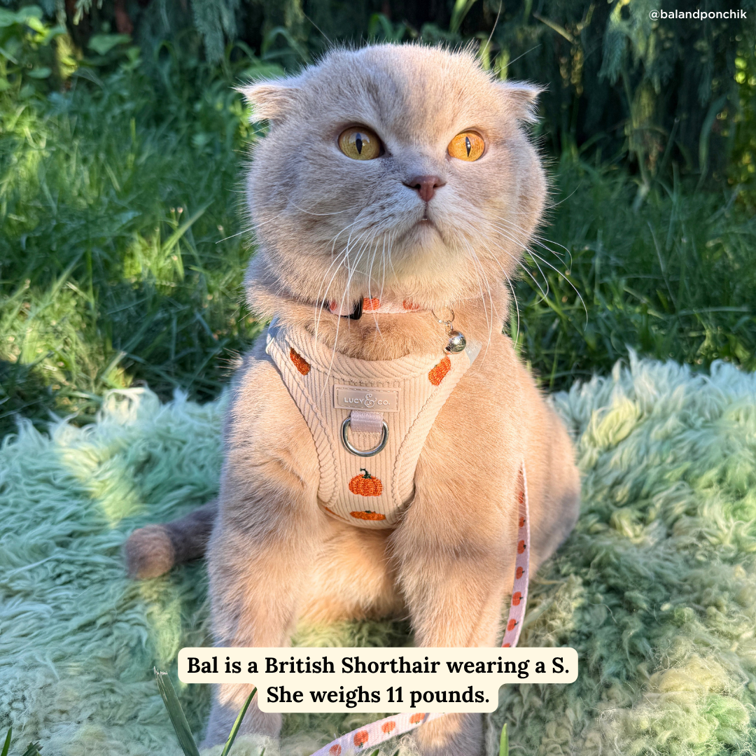 Oh My Gourd Corduroy Step-in Cat Harness