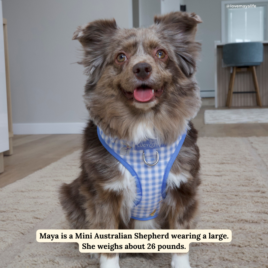 Silly Goose No-Pull Harness