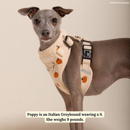 Oh My Gourd Corduroy No-Pull Harness