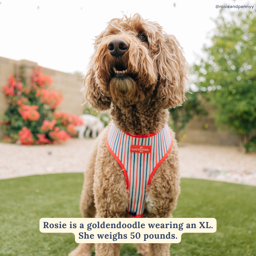 Red, White & BBQ Reversible Harness