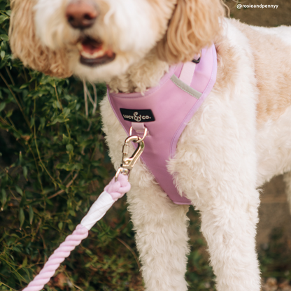 Bouquet Hands-Free Rope Leash