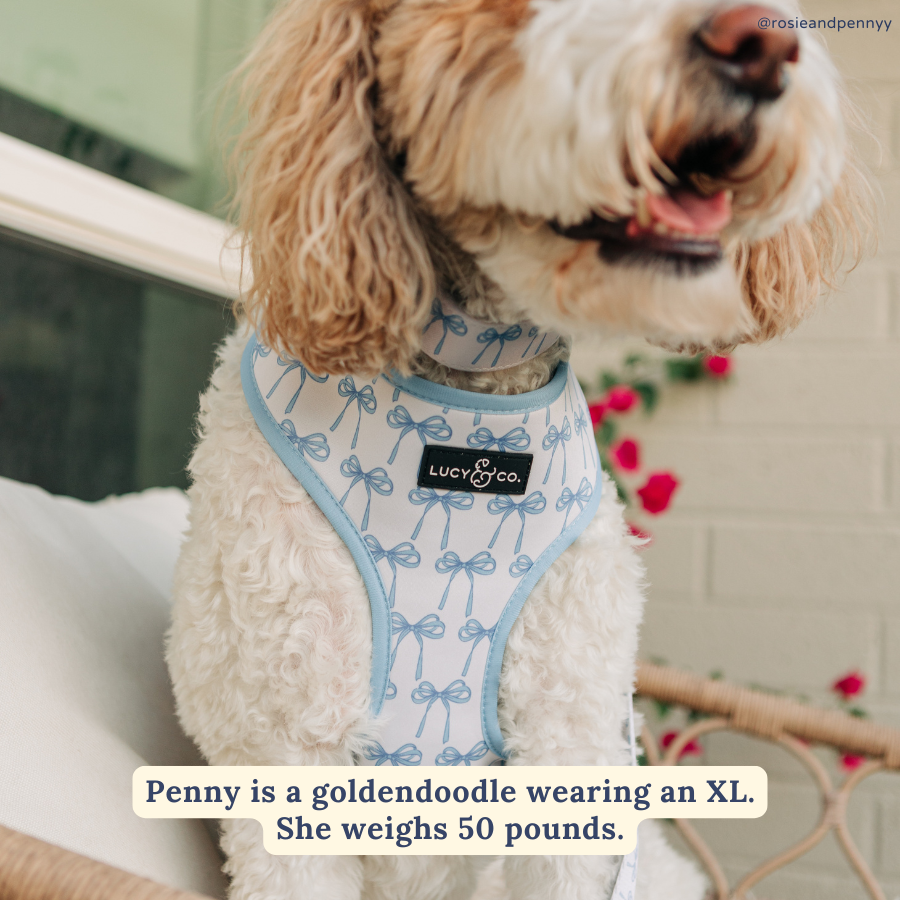 Bowwow Wow! Reversible Harness