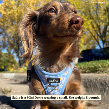 Simply Splendid Step-in Cat Harness