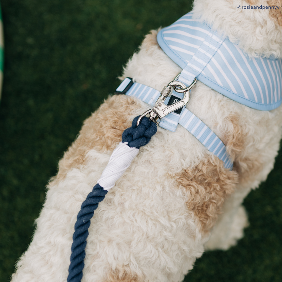Bowwow Wow! Reversible Harness