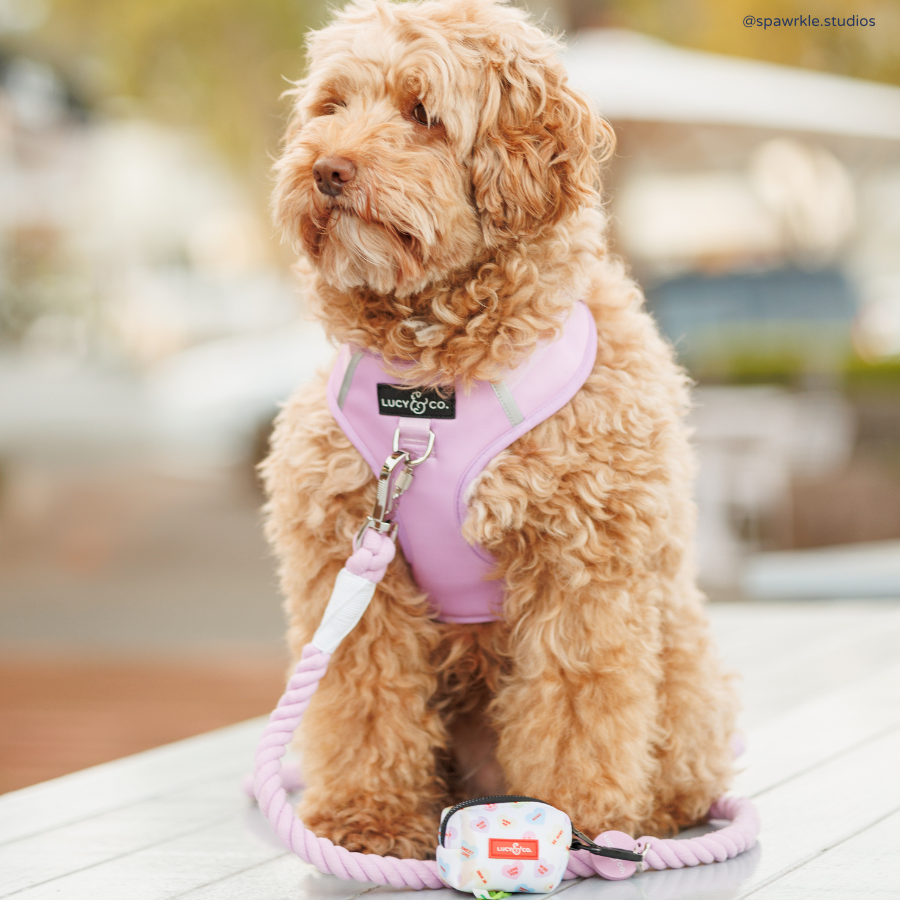 Bouquet Hands-Free Rope Leash