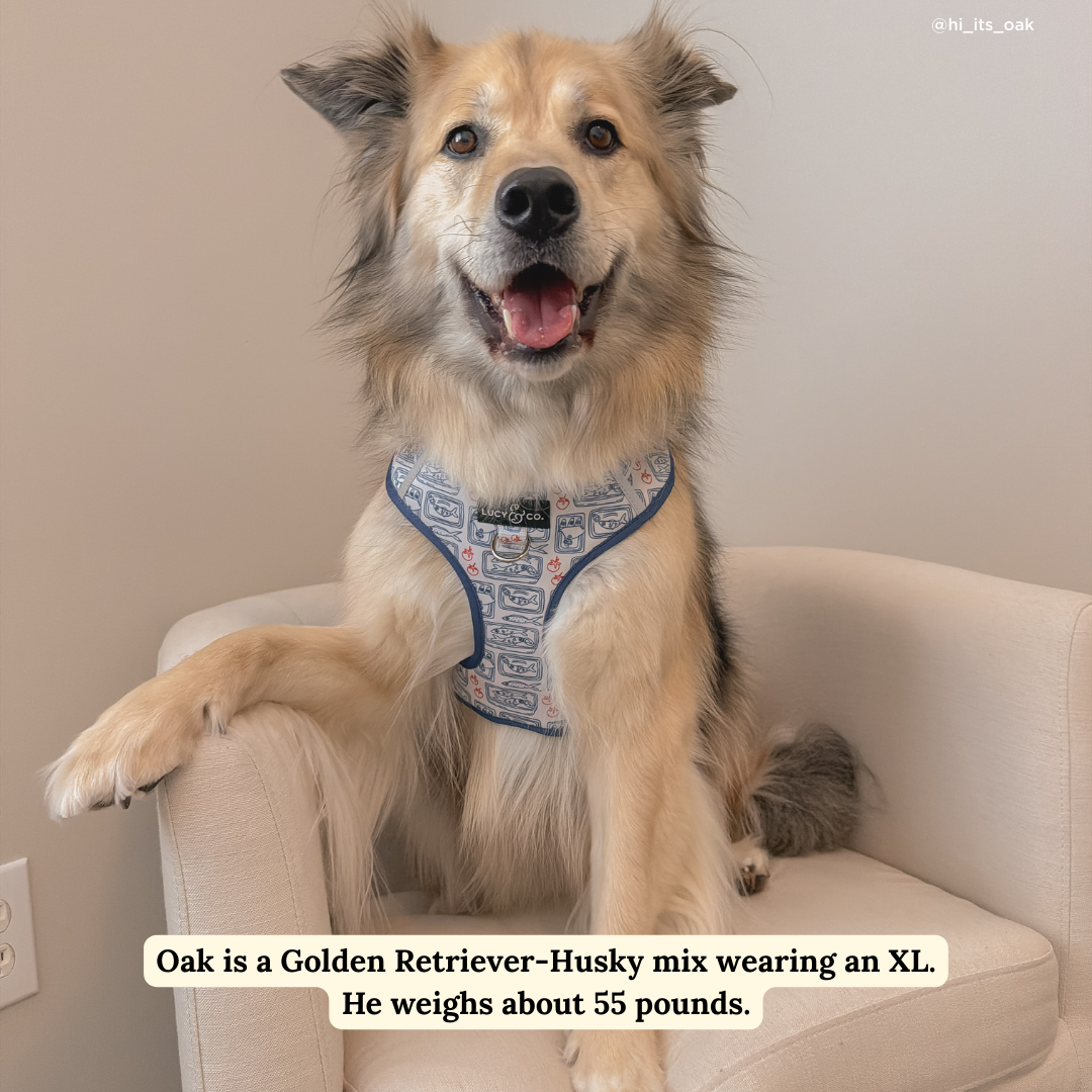 Tinned Fish No-Pull Harness