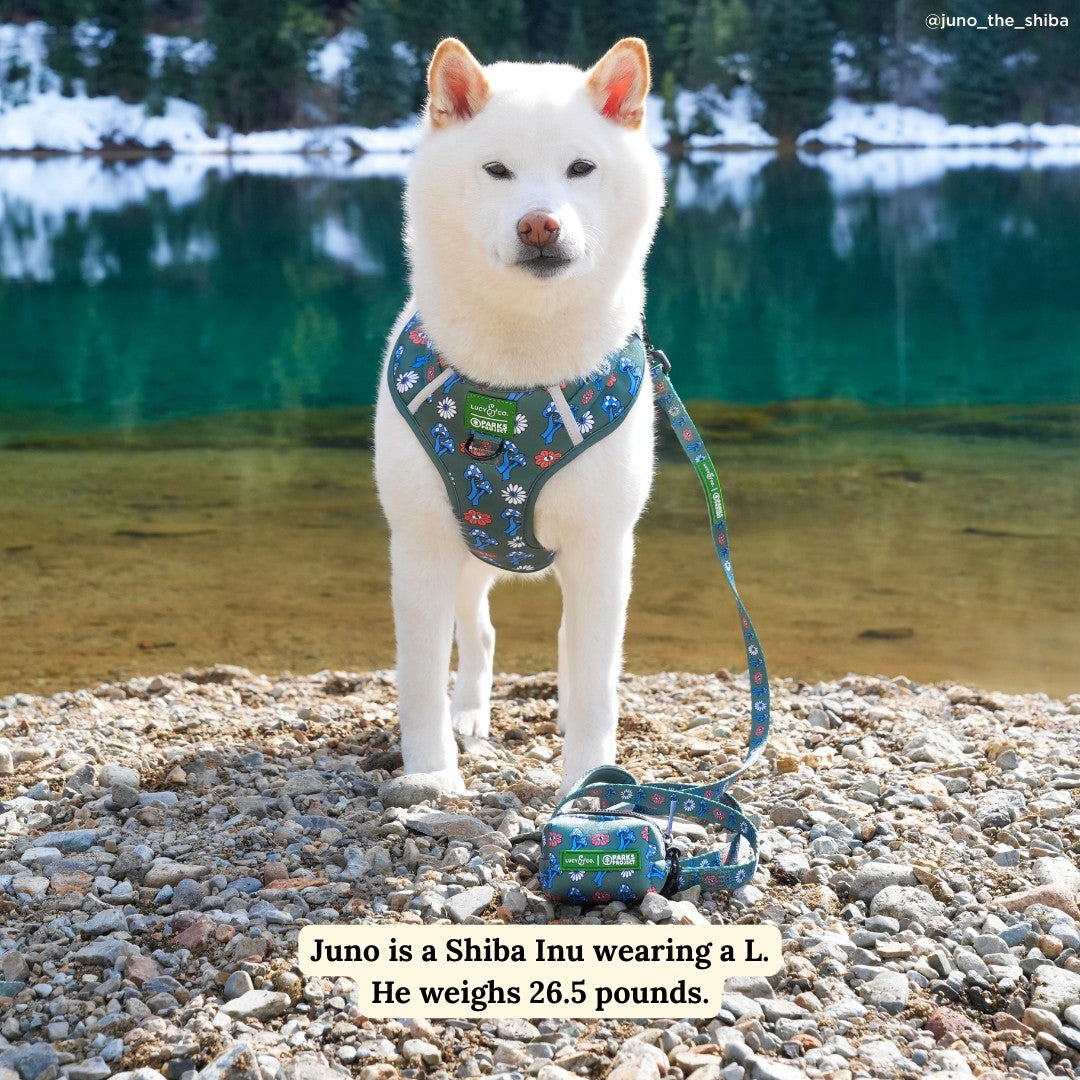 Lucy & Co. x Parks Project Power to the Parks Leash