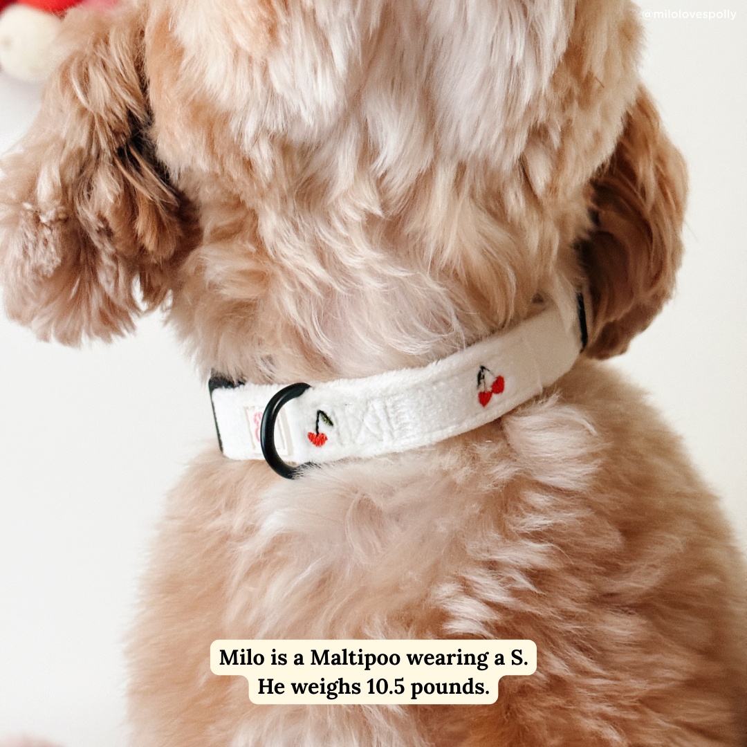 Cherry Cute Collar